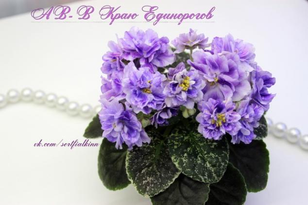 Фиалка АВ-В Краю Единорогов