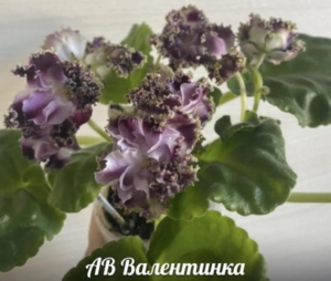Фиалка АВ-Валентинка