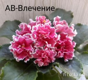 Фиалка АВ-Влечение