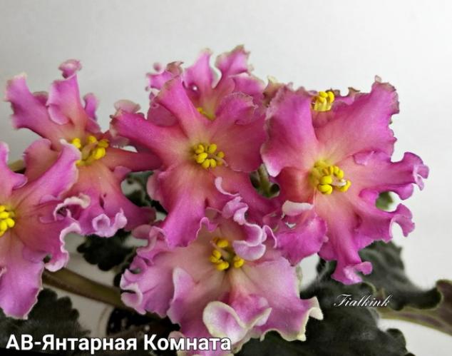 Фиалка АВ-Янтарная Комната 3