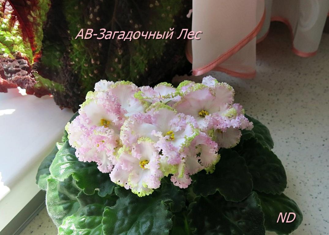 Фиалка АВ-Загадочный Лес 2