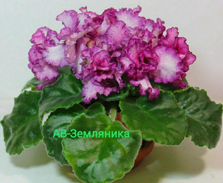 Фиалка АВ-Земляника 2