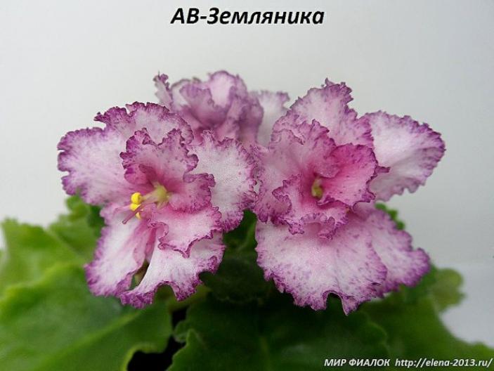 Фиалка АВ-Земляника 3