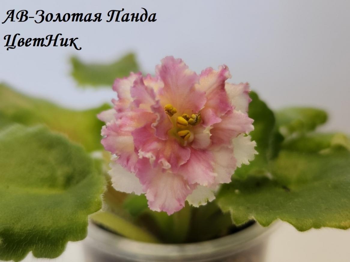 Фиалка АВ-Золотая Панда 2