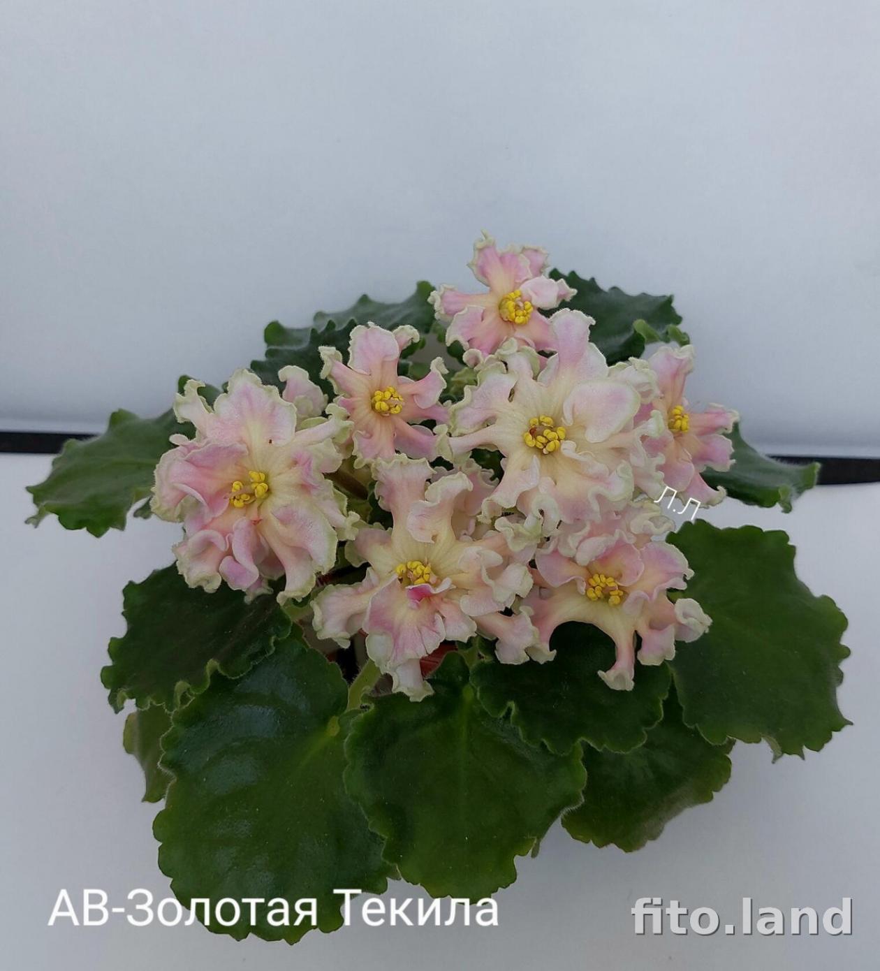 Фиалка АВ-Золотая Текила 2