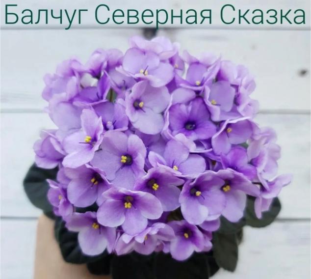 Фиалка Балчуг Северная Сказка 3