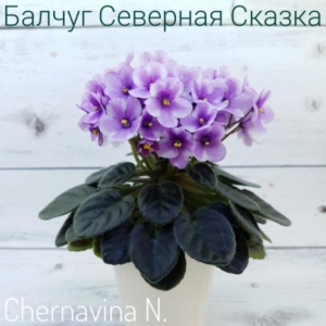 Фиалка Балчуг Северная Сказка