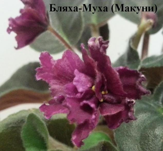 Фиалка Бляха-Муха 3