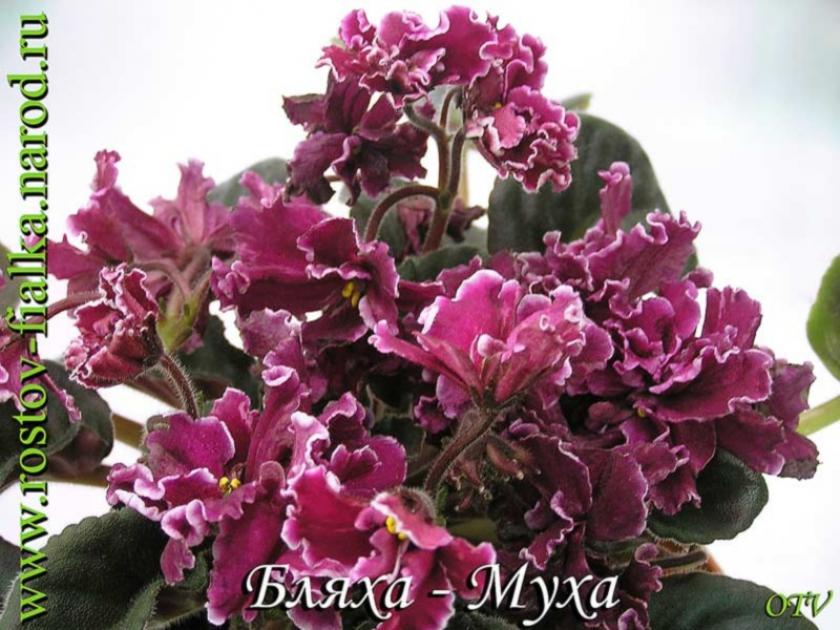 Фиалка Бляха-Муха 4