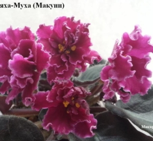 Фиалка Бляха-Муха