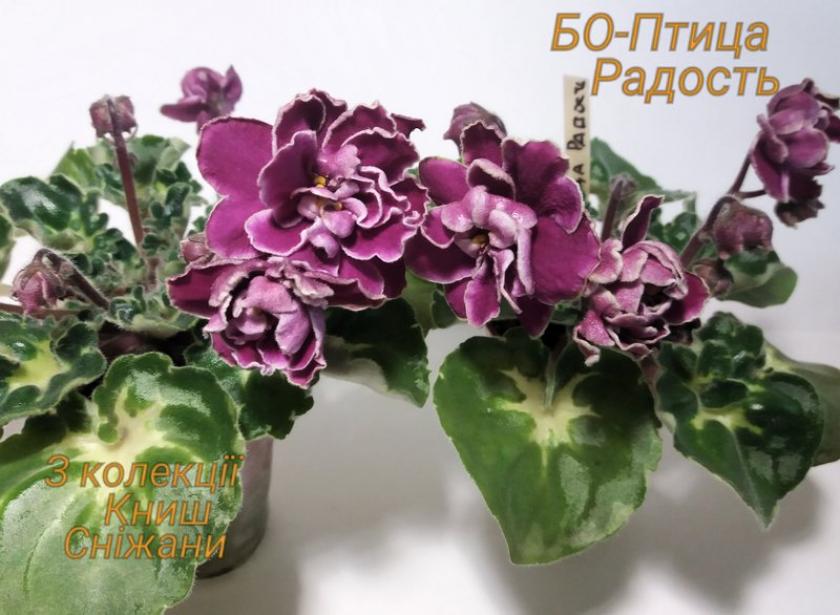Фиалка БО-Птица Радость 3