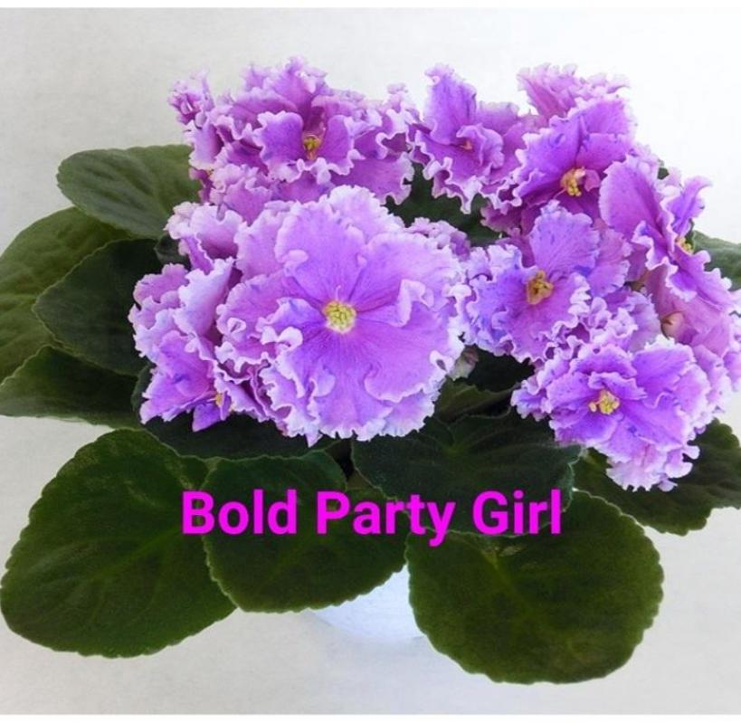 Фиалка Bold Party Girl 3