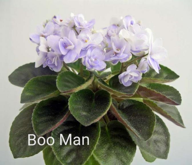 Фиалка Boo Man 3