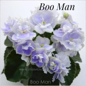 Фиалка Boo Man