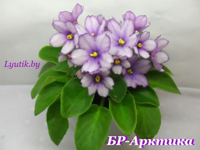 Фиалка БР-Арктика 4