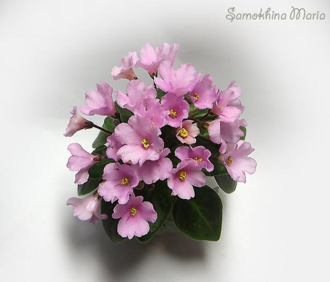 Фиалка БР-Дикий Ангел 2