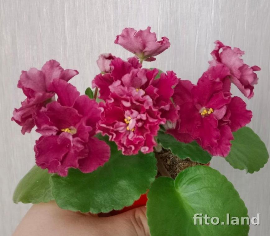 Фиалка БР-Красная Роза