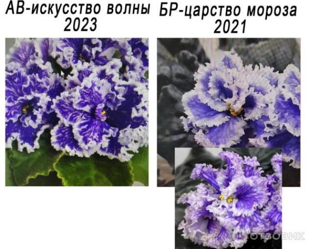 Фиалка БР-Царство Мороза 4