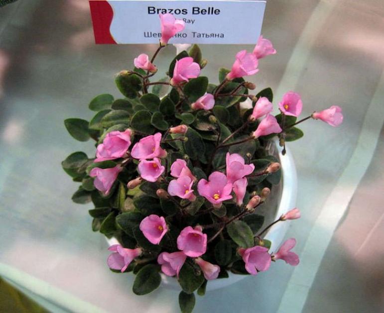 Фиалка Brazos Belle 2