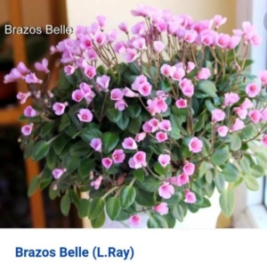 Фиалка Brazos Belle