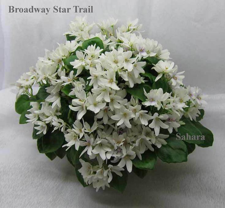 Фиалка Broadway Star Trail 2