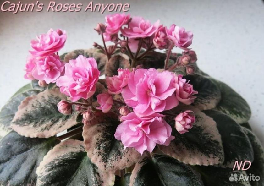 Фиалка Cajuns Roses Anyone 2