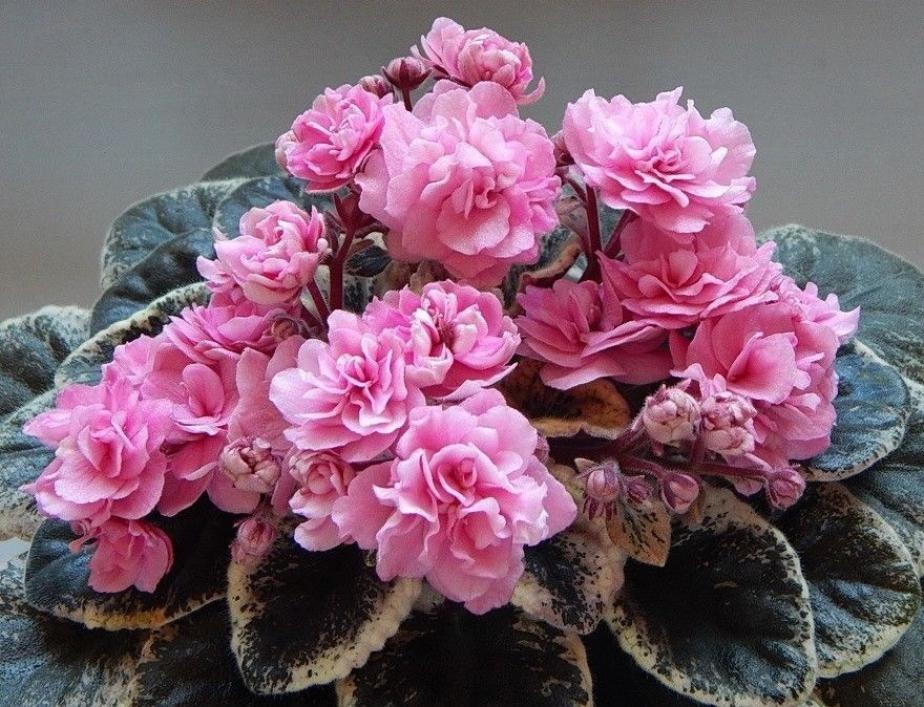 Фиалка Cajuns Roses Anyone 3