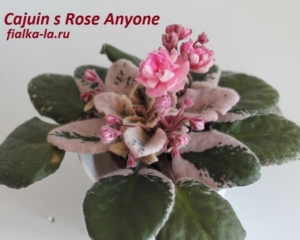 Фиалка Cajuns Roses Anyone