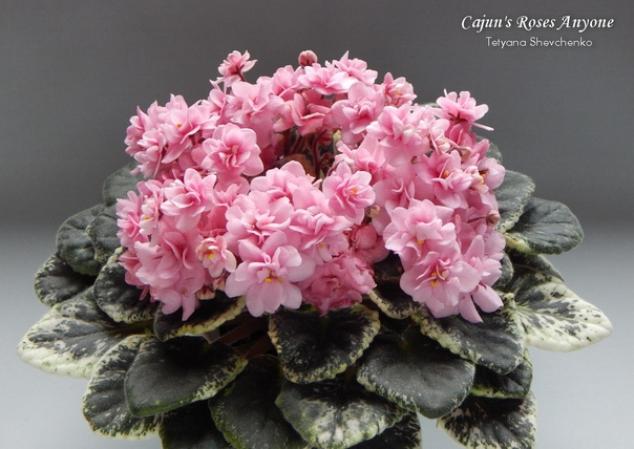 Фиалка Cajuns Roses Anyone 5