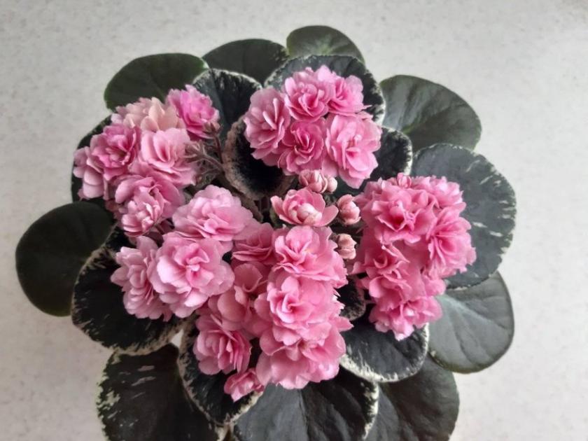 Фиалка Cajuns Roses Anyone 6