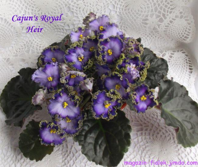 Фиалка Cajuns Royal Heir 2