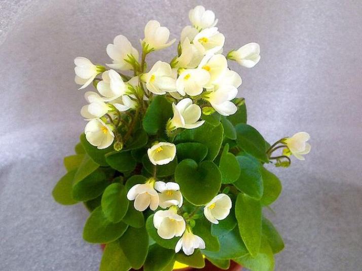 Фиалка Chantaspring 3