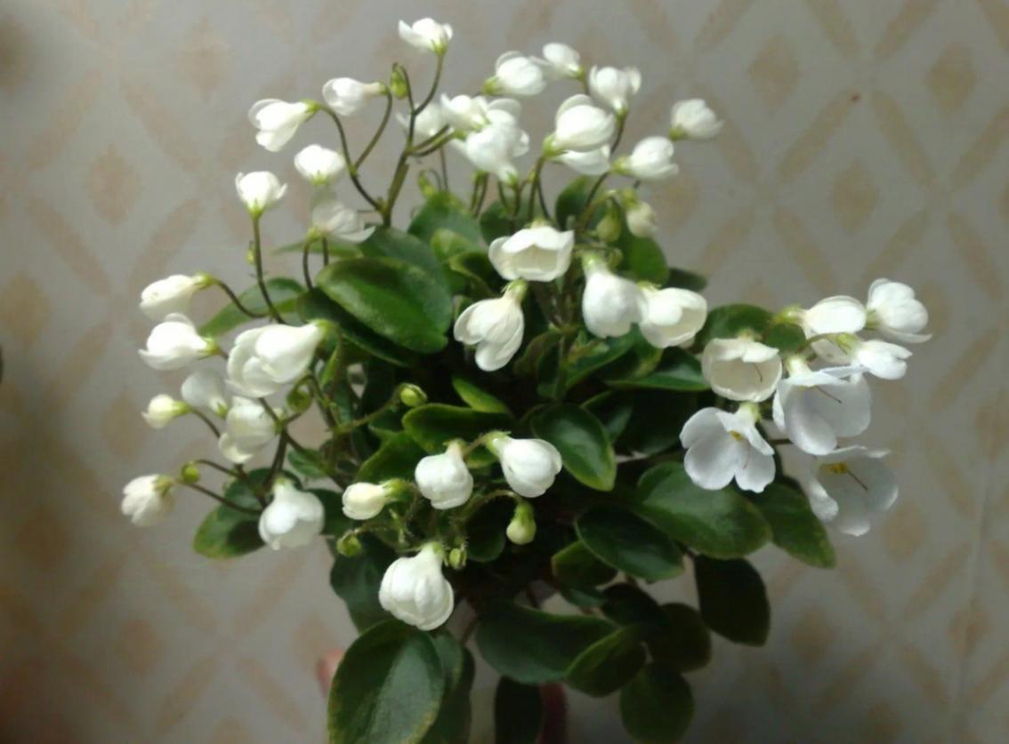 Фиалка Chantaspring 4
