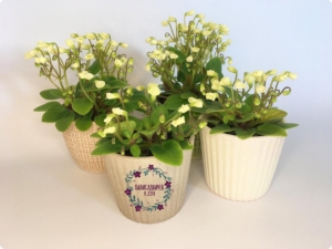 Фиалка Chantaspring