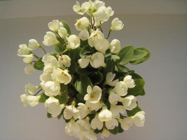 Фиалка Chantaspring 5