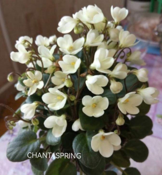 Фиалка Chantaspring 6