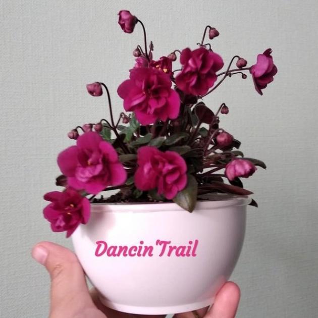 Фиалка Dancin’ Trail 5