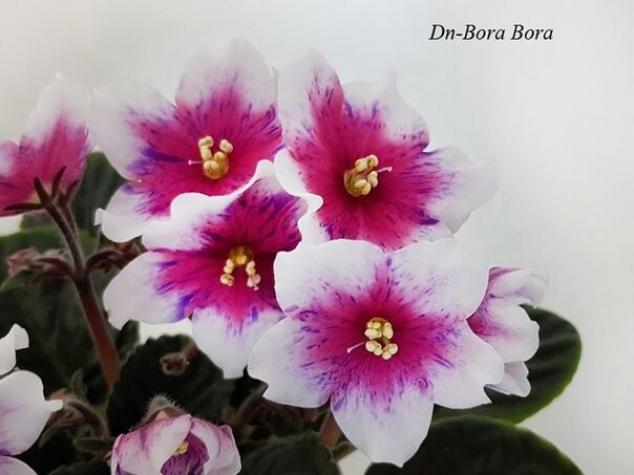 Фиалка Dn-Bora Bora 2