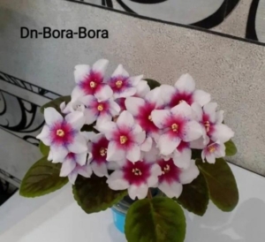 Фиалка Dn-Bora Bora