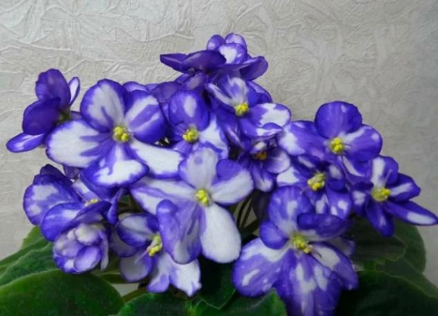 Фиалка Dn-Далматинец 3