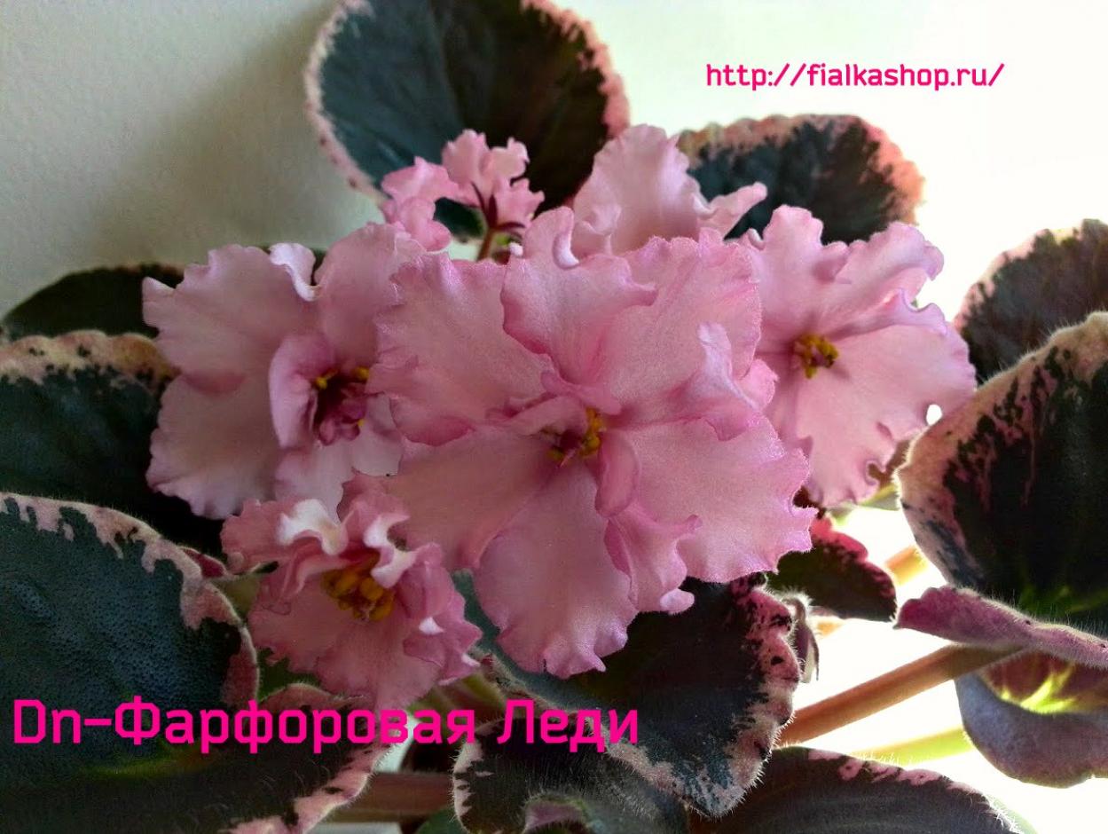 Фиалка Dn-Фарфоровая Леди 5