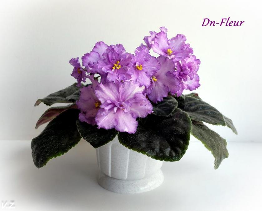 Фиалка Dn-Флер (Dn-Fleur) 2