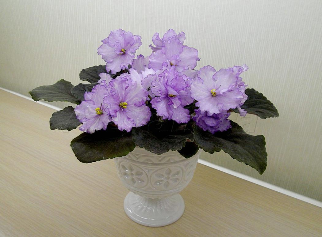 Фиалка Dn-Флер (Dn-Fleur) 4