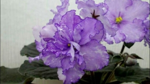Фиалка Dn-Флер (Dn-Fleur)