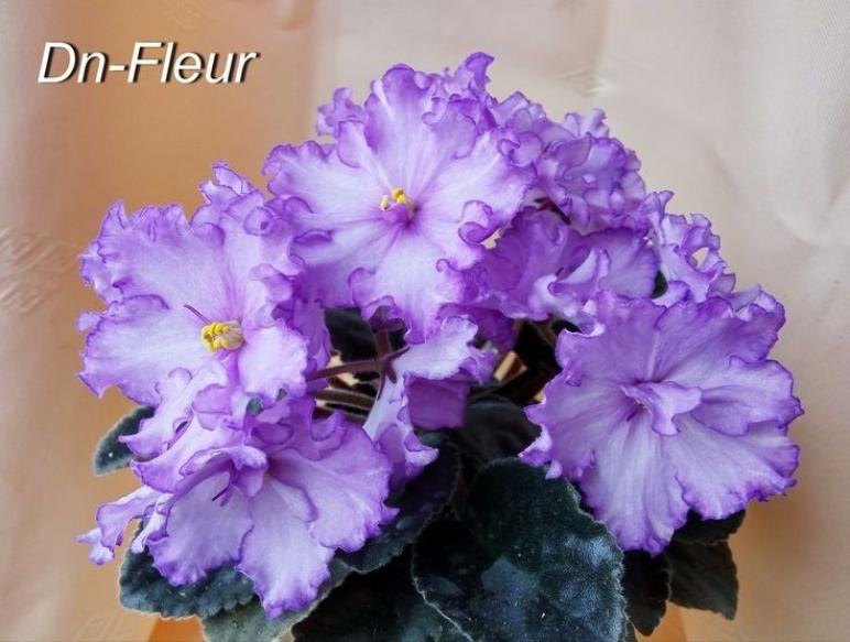 Фиалка Dn-Флер (Dn-Fleur) 5