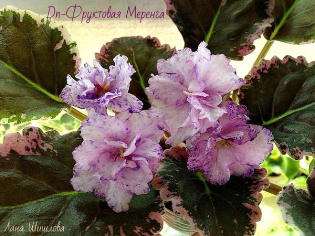 Фиалка Dn-Фруктовая Меренга
