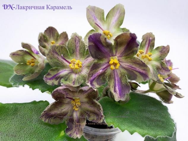 Фиалка Dn-Лакричная Карамель 2