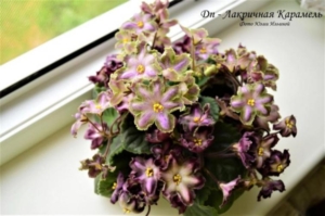 Фиалка Dn-Лакричная Карамель
