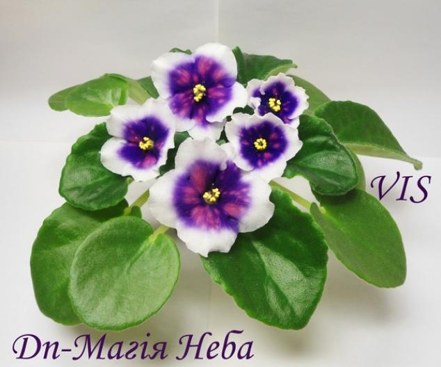 Фиалка Dn-Магия Неба 4