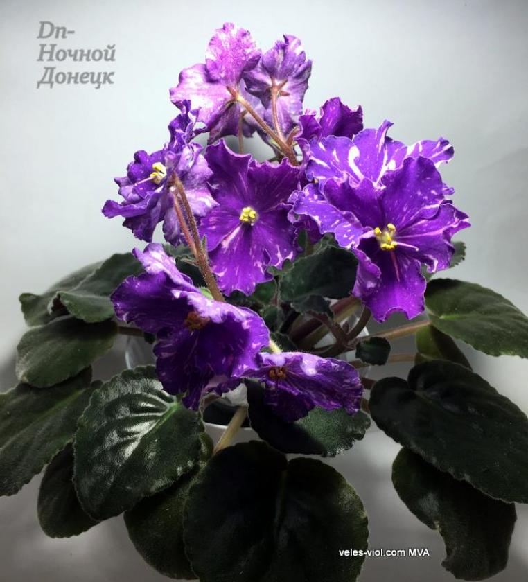 Фиалка Dn-Ночной Донецк 2